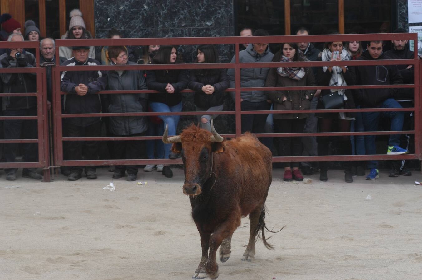 exhibición de anillas en Rincón de Olivedo 