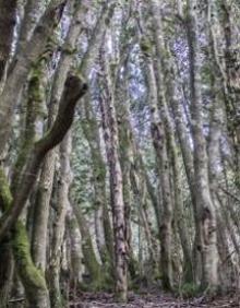 Imagen secundaria 2 - Turismo en La Rioja: En la tierra de los acebos gigantes