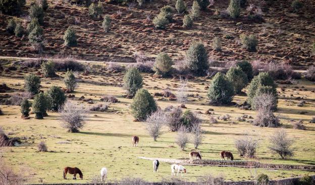 Los caballos pastan en la dehesa. :: albo