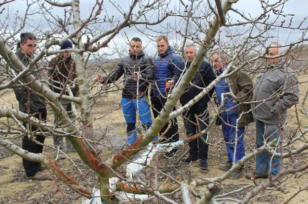 Agricultores ojeando los daños producidos por conejos en Quel el año pasado. :: m. f.