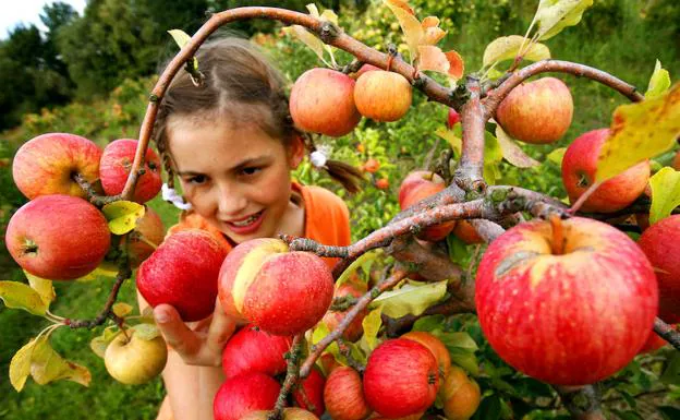 Una niña recolecta manzanas en una huerta. 