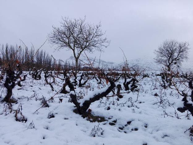 Paisaje de viñedos nevados en Briñas. Avira muestra sus reticencias a un trazado del AVE que atraviese el paisaje de La Rioja Alta. :: j. López