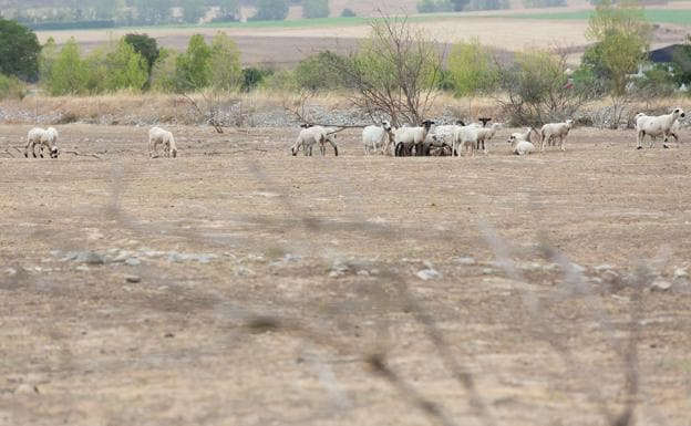 El Congreso aprueba la Ley de ayudas a la agricultura por sequía que incluye a La Rioja