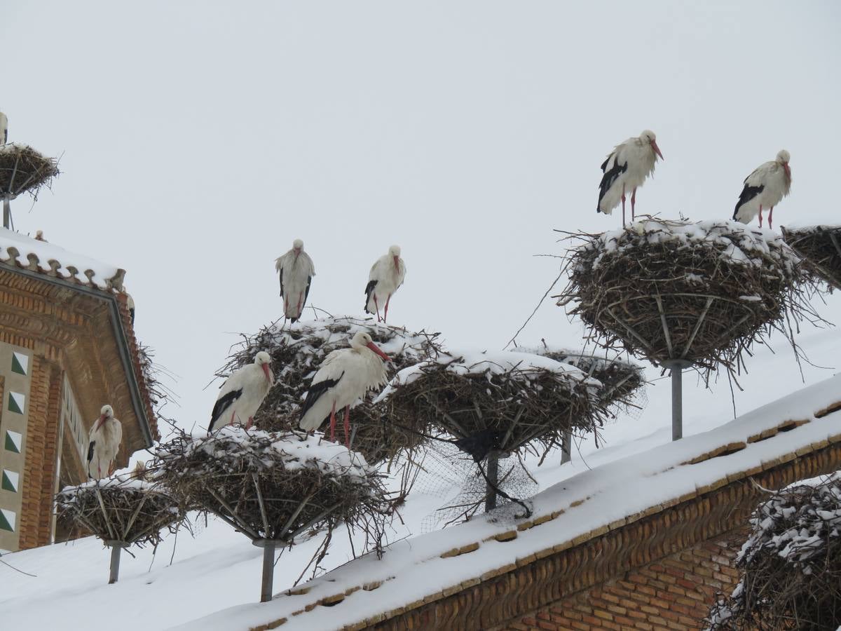 El temporal de nieve en LA Rioja ha dejado preciosas estampas, como estas de Alfaro en las que las cigüeñas han tenido un protagonismo especial