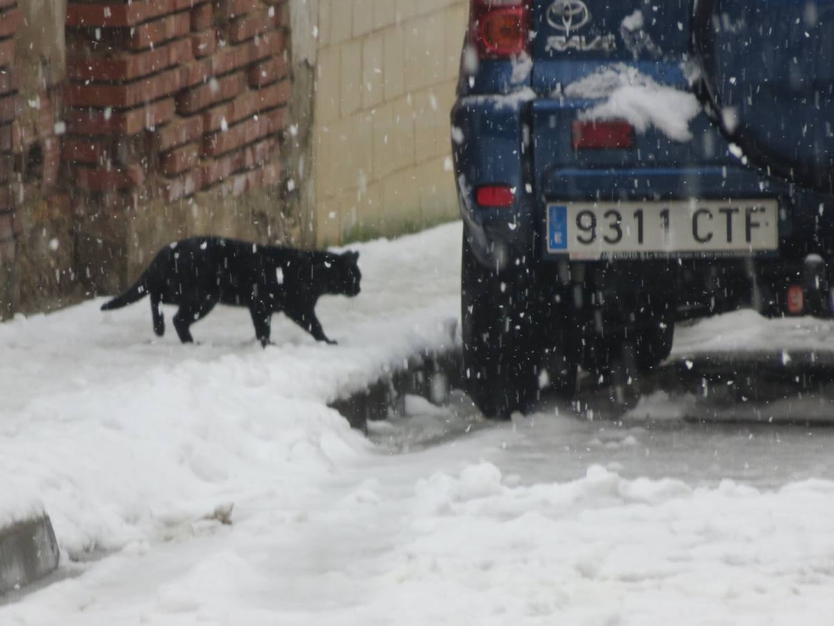 El temporal de nieve en LA Rioja ha dejado preciosas estampas, como estas de Alfaro en las que las cigüeñas han tenido un protagonismo especial