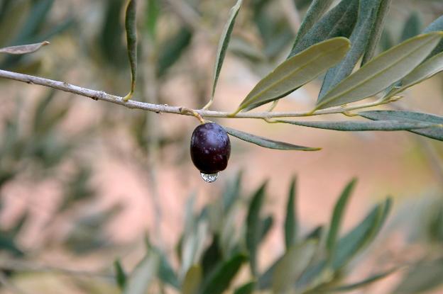 Una gota de agua cae de una oliva de la variedad redondilla en un campo de Arnedo. :: sergio martínez
