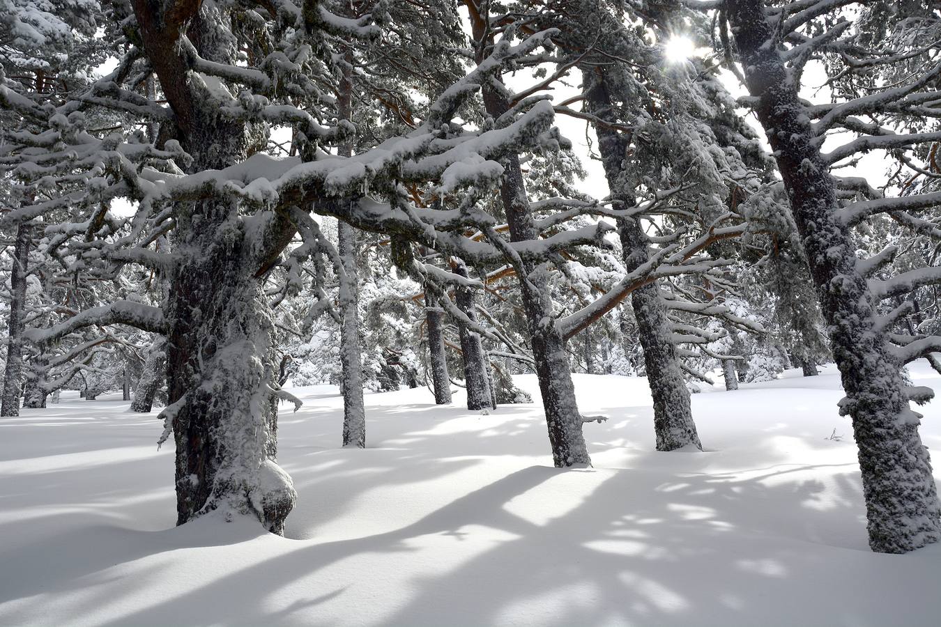 Espectacular paisaje de Sierra Cebollera cubierta por la nieve en este último fin de semana de invierno.