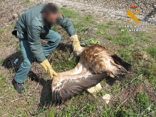 Un guardia civil coge con cuidado al buitre herido por un mercancías. :: g.c.