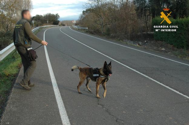 Un agente de la Unidad Canina, durante el rastreo con 'Tiétar'. :: g. c.