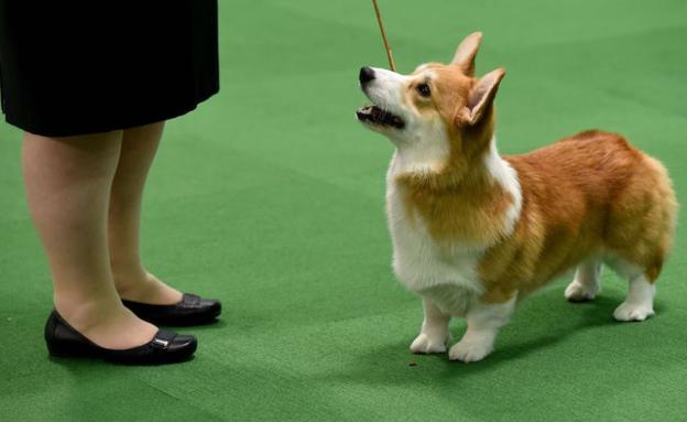 Fotografía de un corgi galés. 