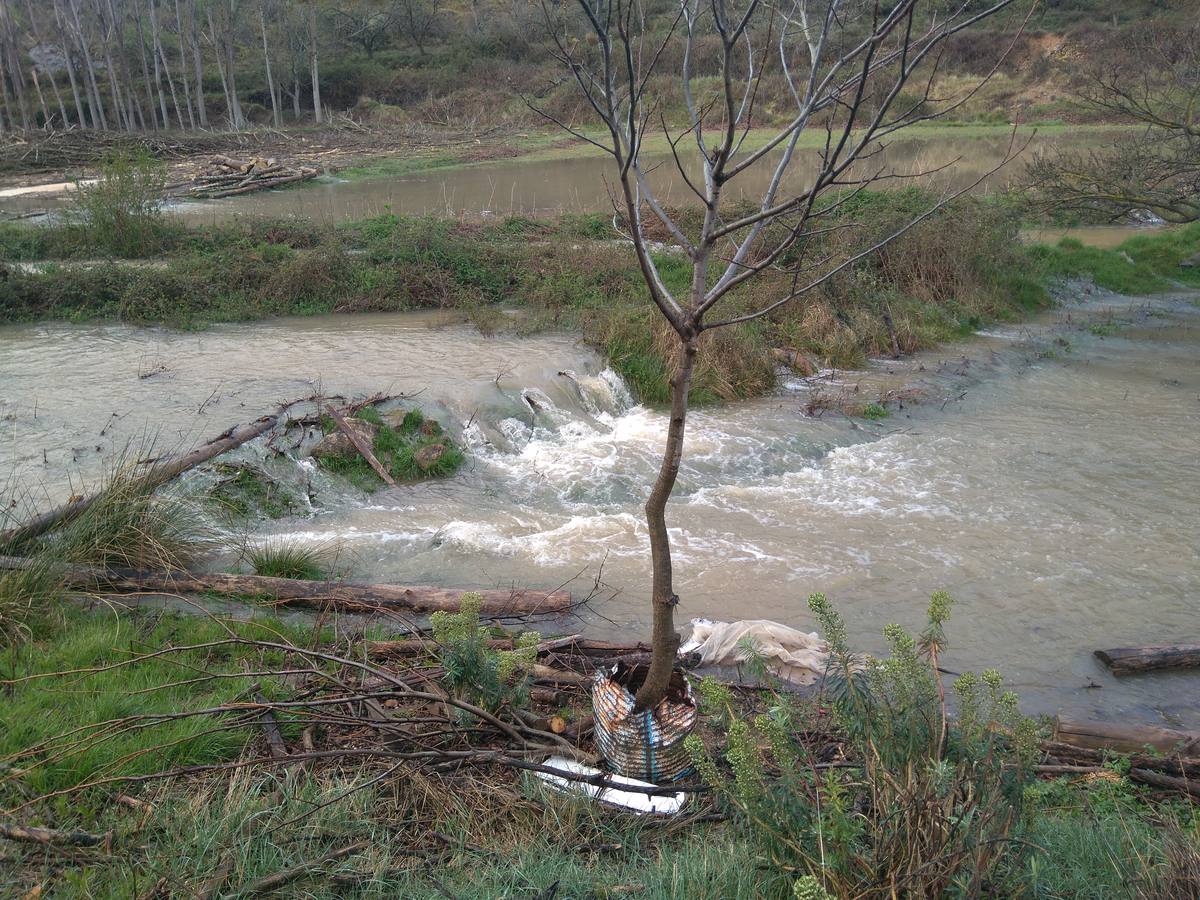 Las lluvias y las nevadas de los últimos meses han provocado el actual aumento de los cauces de los ríos de la comarca de Cervera. El Añamaza, procedente de tierras sorianas ha provocado el llenado del embalse del mismo nombre, en Valdegutur, pedanía de Cervera. Todas las compuertas están abiertas desde hace varios días y ayer el agua continuaba en el límite de la cota de la presa.