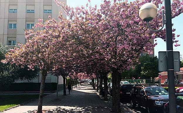 El espectáculo de los cerezos de Lope Toledo