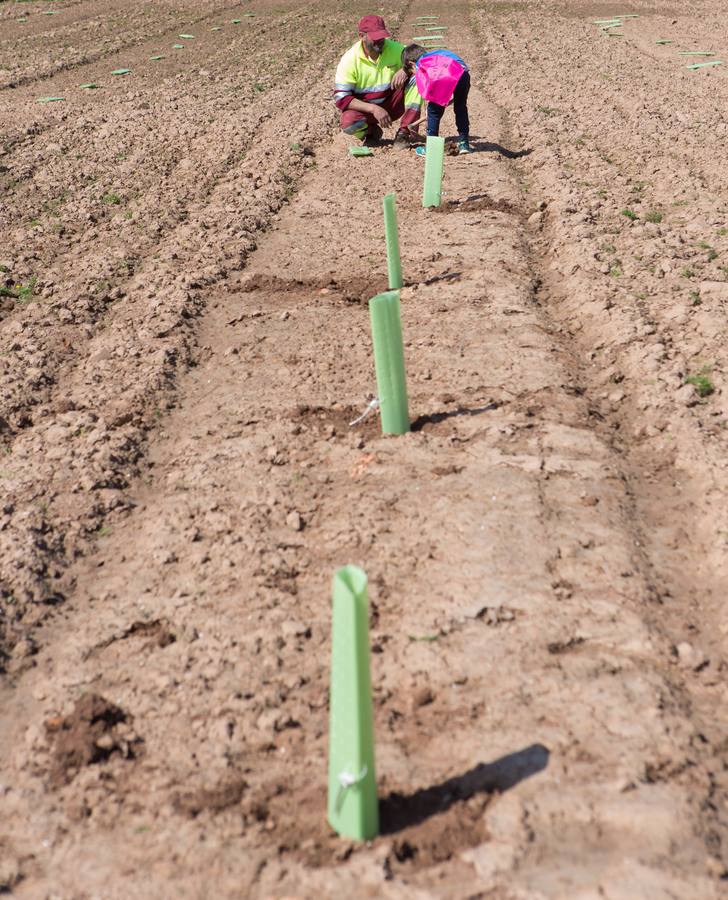 Cuca Gamarra y unos 200 escolares de la ciudad han participado en la tradicional plantación de encinas y pinos en el parque de La Grajera