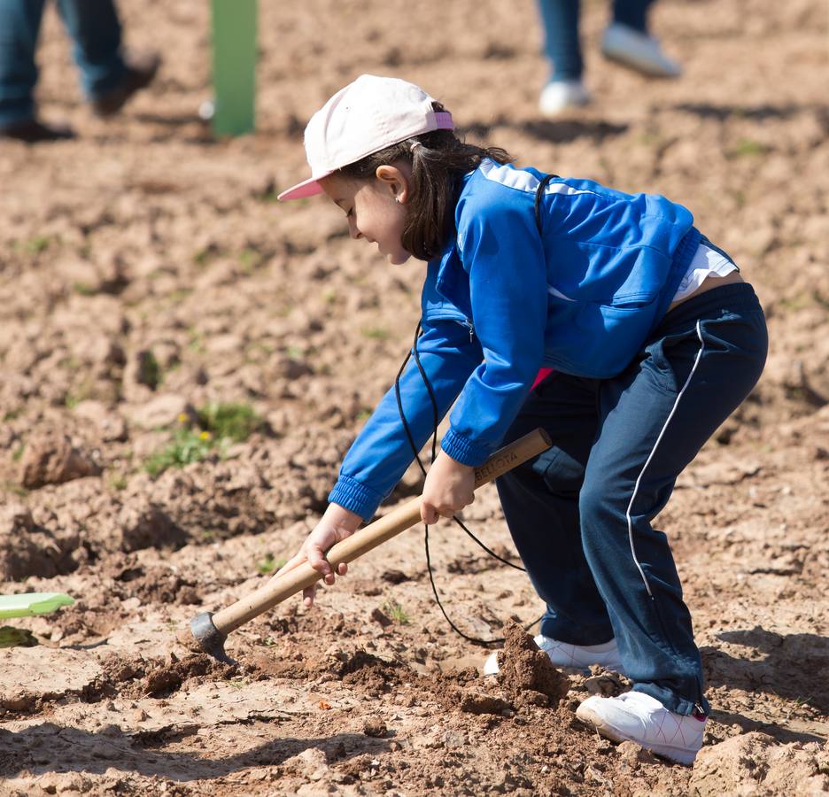 Cuca Gamarra y unos 200 escolares de la ciudad han participado en la tradicional plantación de encinas y pinos en el parque de La Grajera