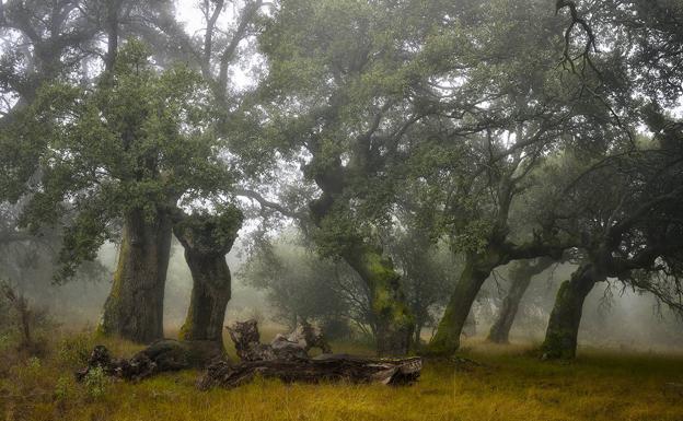 «Bosque», segundo premio, obra de Miguel Ángel Robredo.