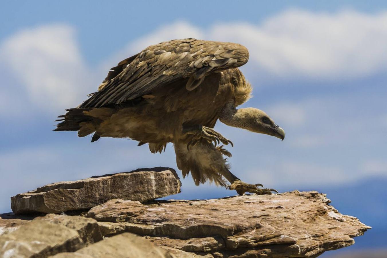 'Llegando a casa' | Juan Ignacio Montiel Arpón