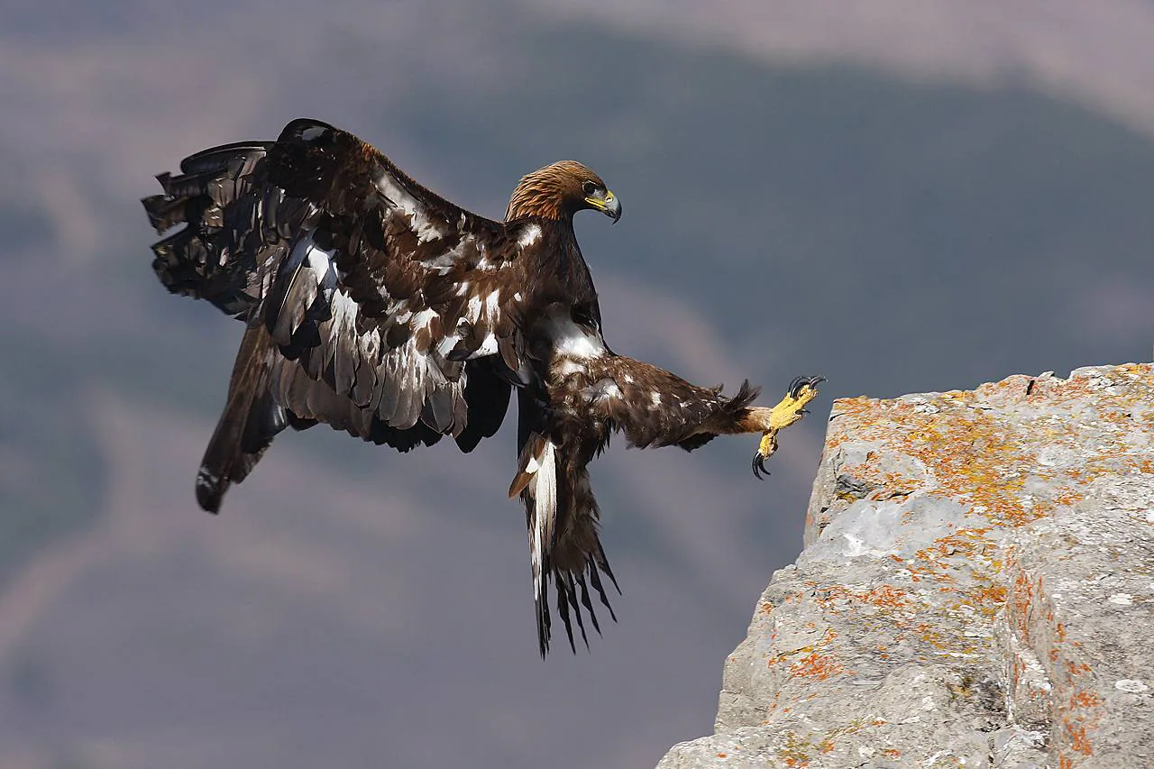 Fotos: La imagen de un águila real gana el Concurso Fotográfico de Medio  Ambiente | La Rioja