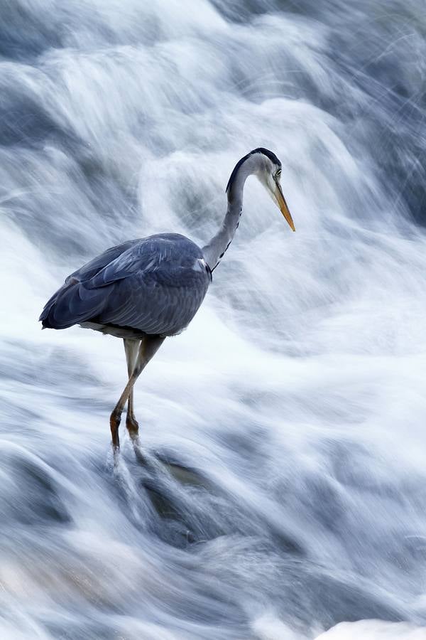 'Acechando las aguas' | Eduardo Ruiz Baltanás