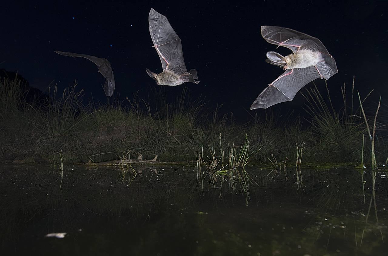 'Vuelo del orejudo' | José Manuel Castrillo Pérez