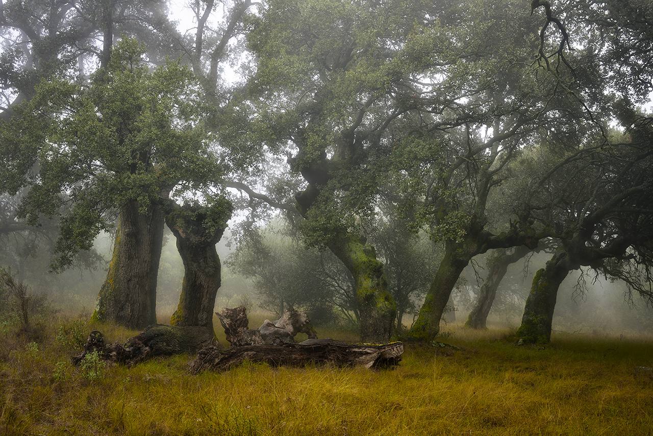 'Bosque' | Miguel Ángel Robredo Abad