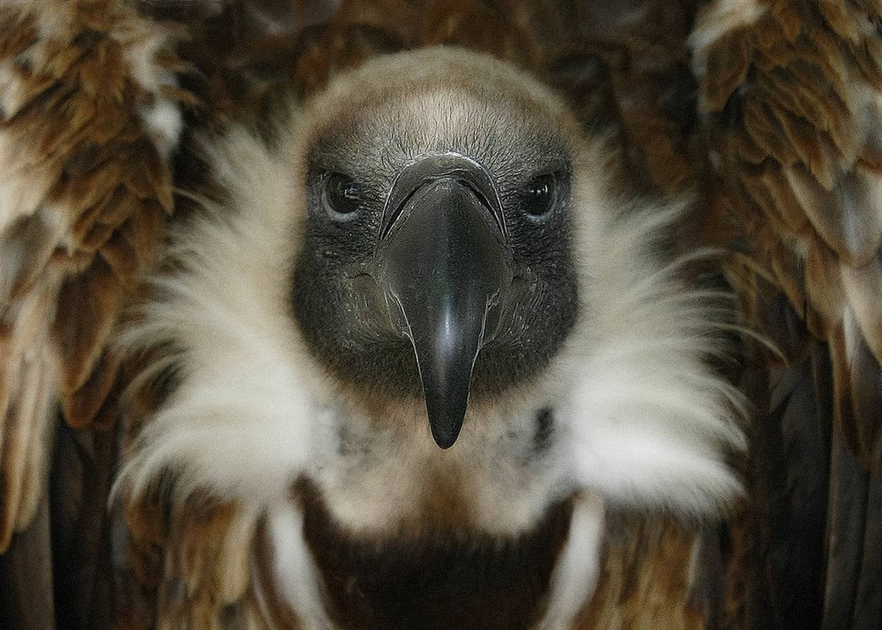 'Buitre' | José Félix Hernández Pérez