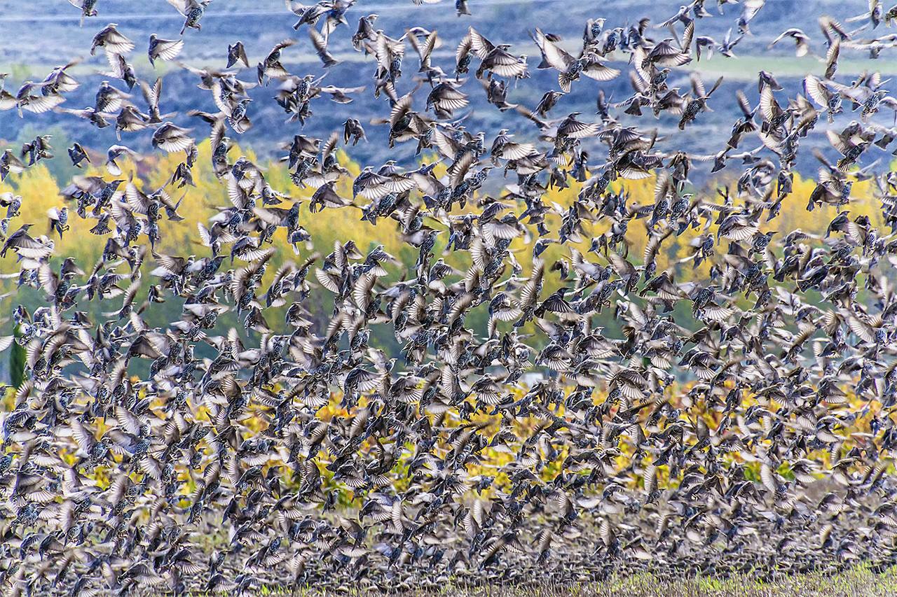 'Nube de vida' | Juan Ramón Larrocea Ormaechea