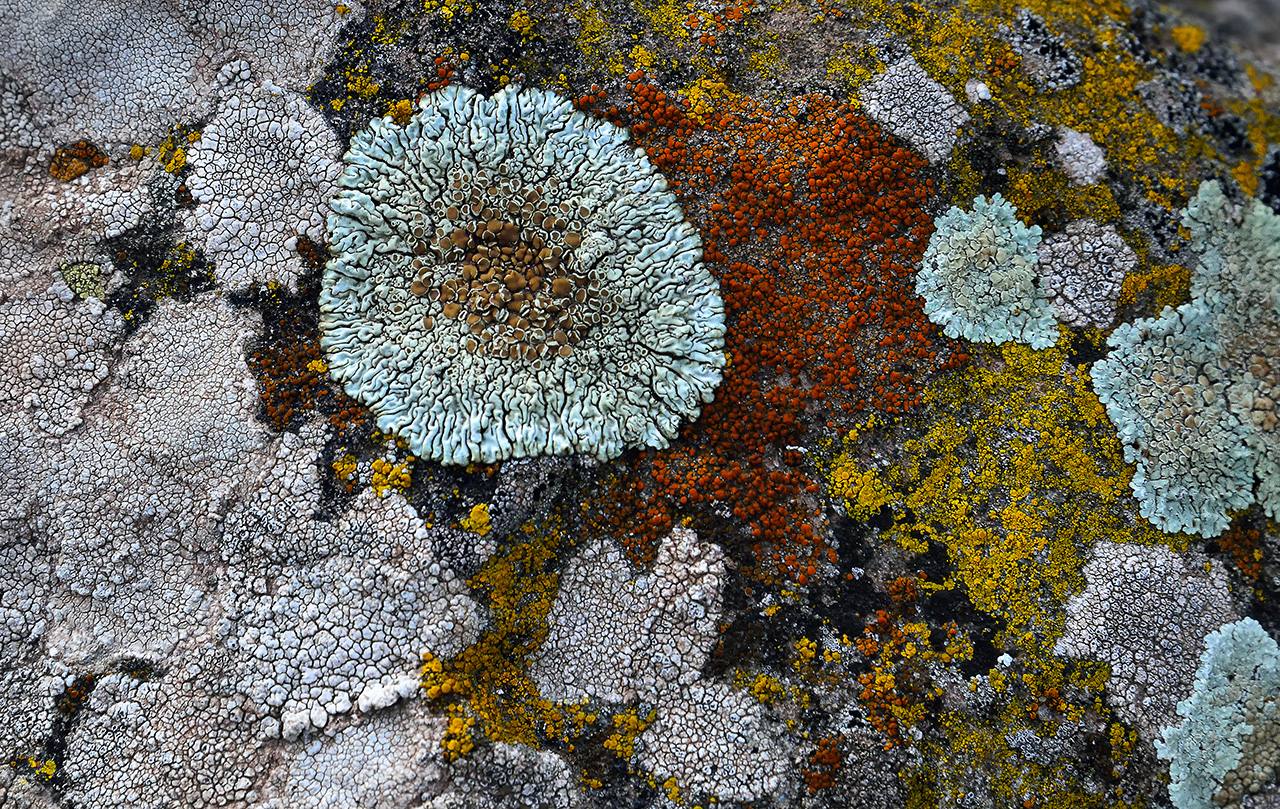 'Líquenes' | Miguel Ángel Robredo Abad