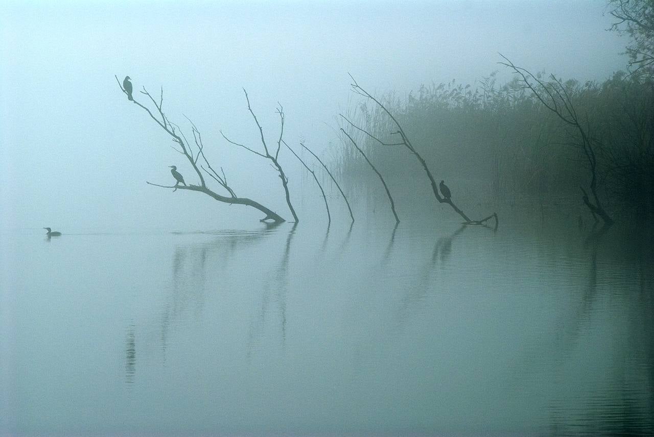 Grajos | Pablo Porres de la Asunción