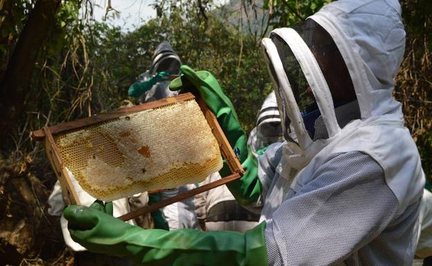 La UE prohíbe el uso de tres insecticidas peligrosos para las abejas