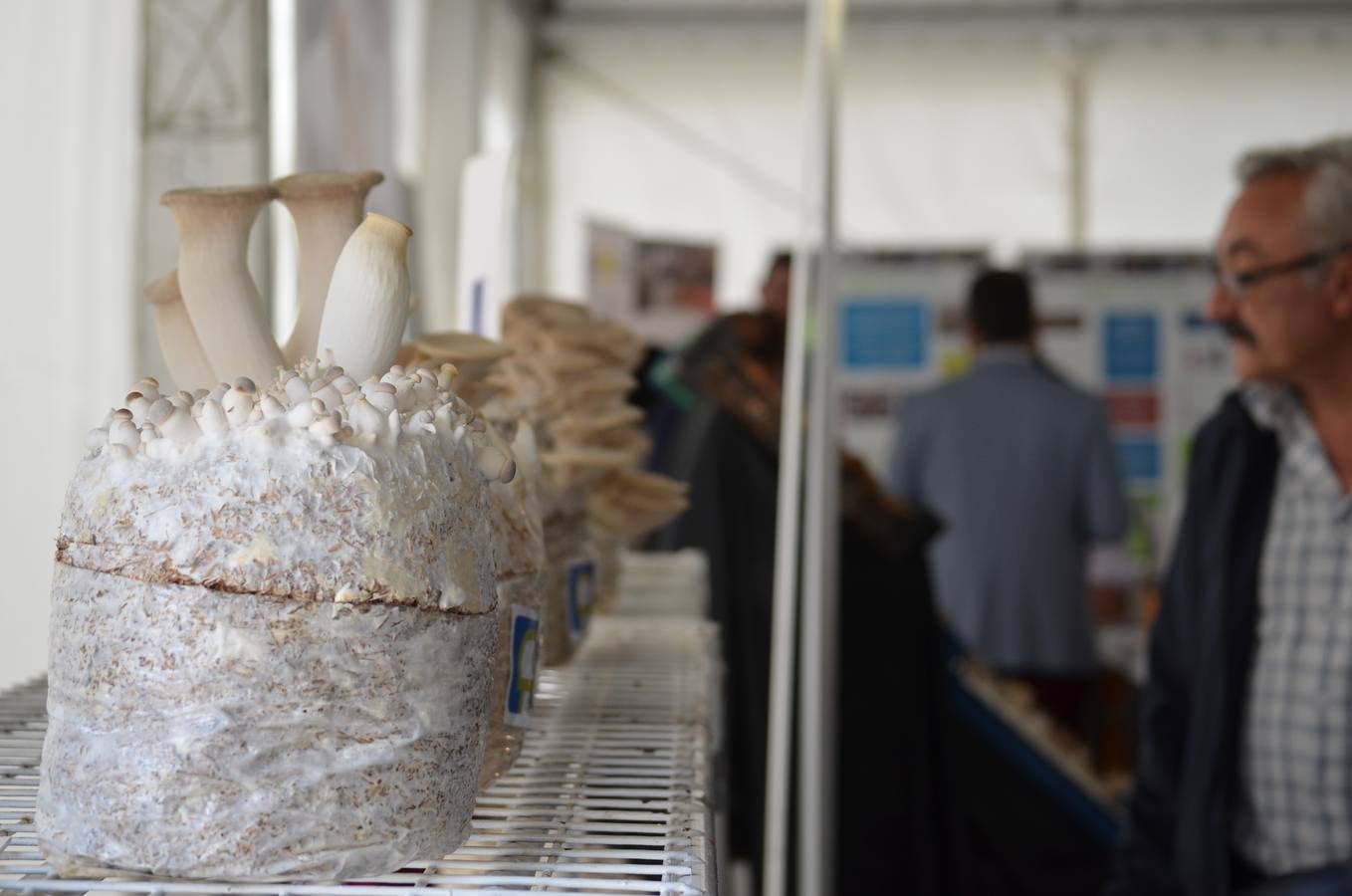 Fotos: Mercado de la verdura de Calahorra