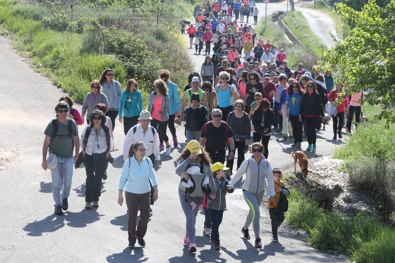 1.200 personas participaron en el útimo Paseo Saludable, un recorrido de doce kilómetros al mirador de los viñedos, a medio camino entre Logroño y El Cortijo.