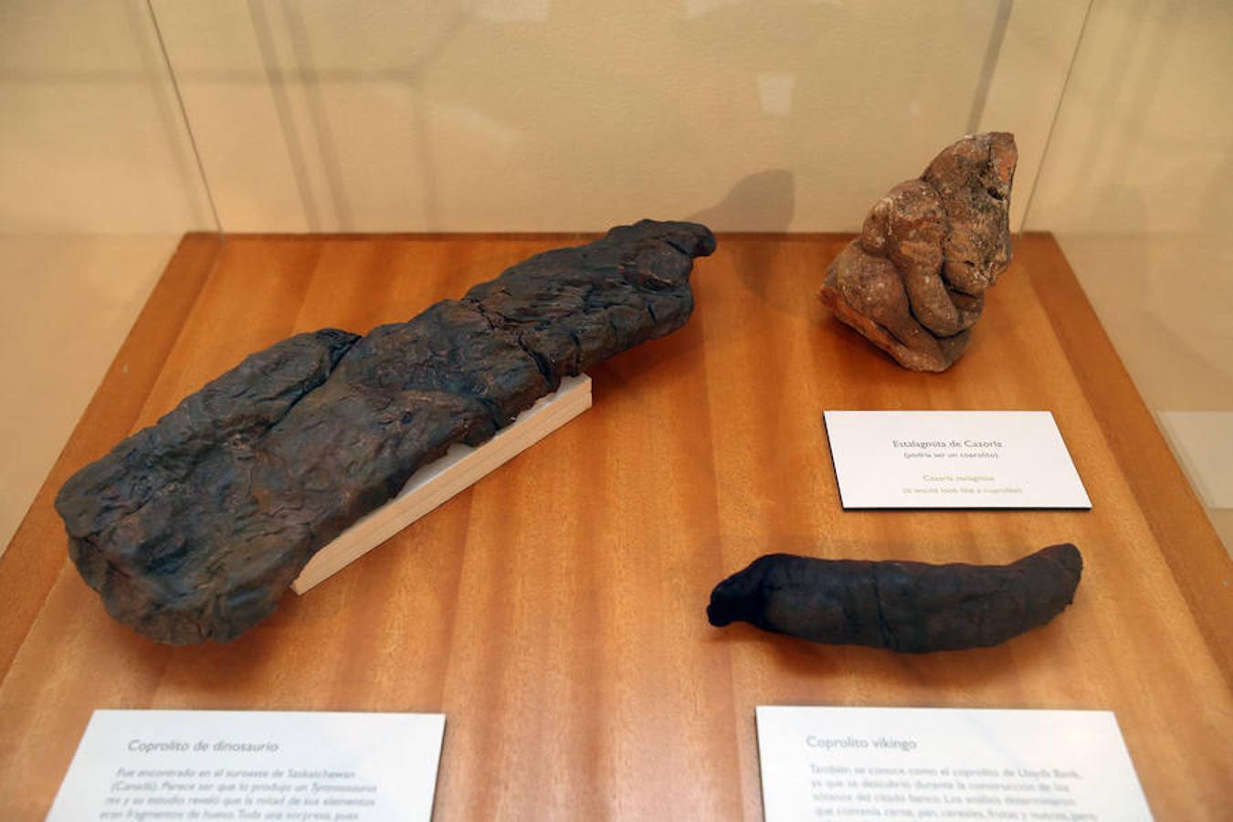 La Casa de las Ciencias propone la exposición 'Excreta', una propuesta que ahonda en el detritus urbano y en la capaidad de reciclaje de las deposiciones del hombre en las ciudades como las animales en el medio natural.