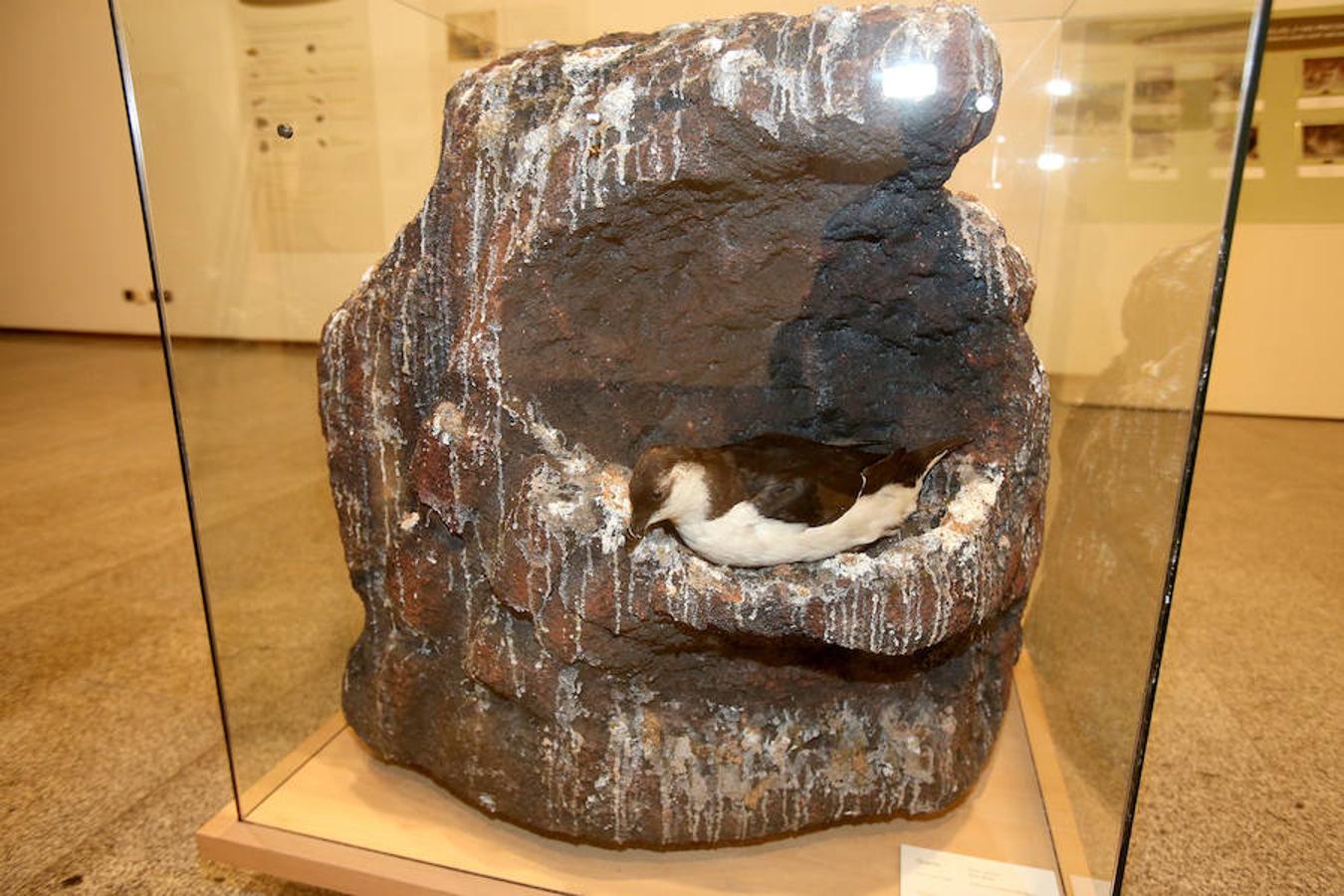 La Casa de las Ciencias propone la exposición 'Excreta', una propuesta que ahonda en el detritus urbano y en la capaidad de reciclaje de las deposiciones del hombre en las ciudades como las animales en el medio natural.