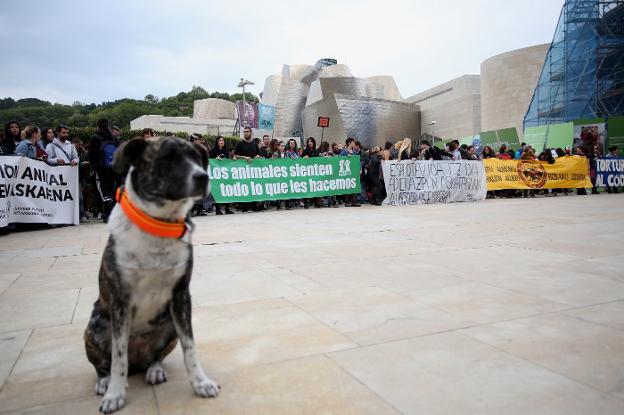 Protesta de los colectivos animalistas, ayer, ante el Guggenheim de Bilbao. :: Jordi Alemani