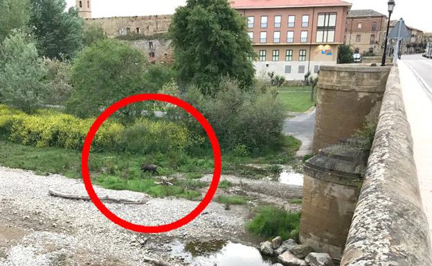 El jabalí busca comida en el lecho del río. 