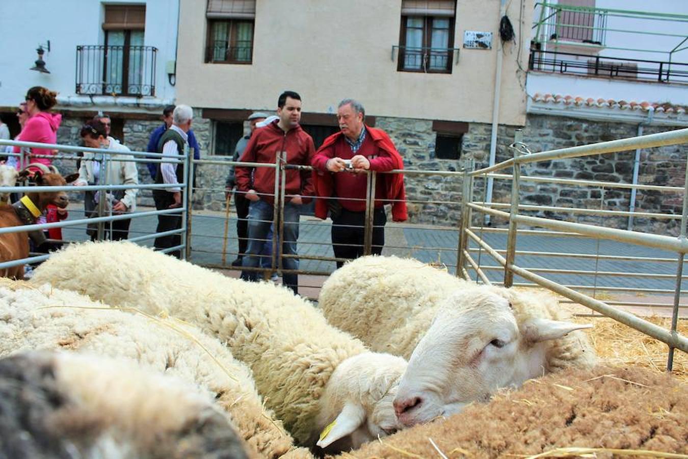 Soto en Cameros ha reeditado la tradicional feria del ganado loca. Una selección de distintas variedades de reses, de ganado caprino, ovino y caballar han sido expuestas en la plaza local en un ambiente festivo.