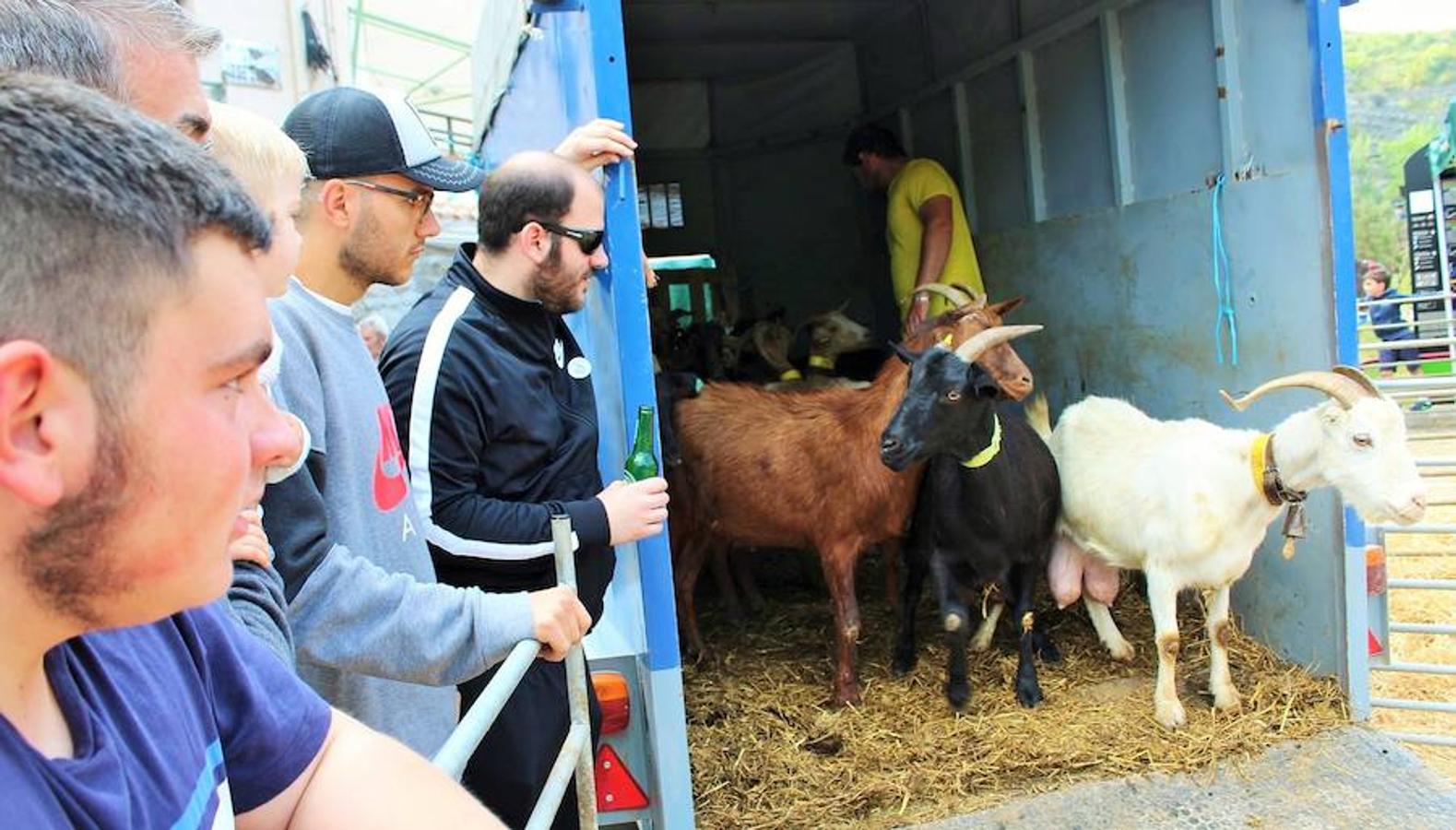 Soto en Cameros ha reeditado la tradicional feria del ganado loca. Una selección de distintas variedades de reses, de ganado caprino, ovino y caballar han sido expuestas en la plaza local en un ambiente festivo.