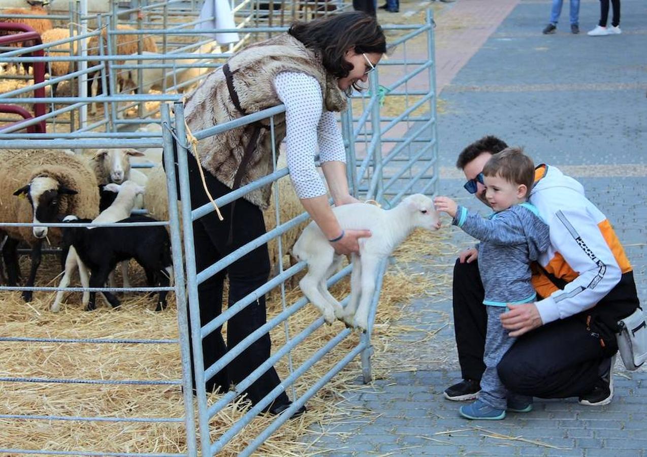 Soto en Cameros ha reeditado la tradicional feria del ganado loca. Una selección de distintas variedades de reses, de ganado caprino, ovino y caballar han sido expuestas en la plaza local en un ambiente festivo.