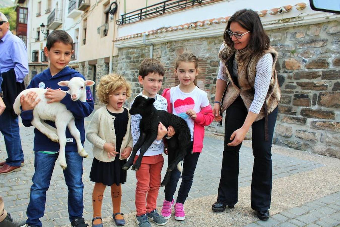 Soto en Cameros ha reeditado la tradicional feria del ganado loca. Una selección de distintas variedades de reses, de ganado caprino, ovino y caballar han sido expuestas en la plaza local en un ambiente festivo.