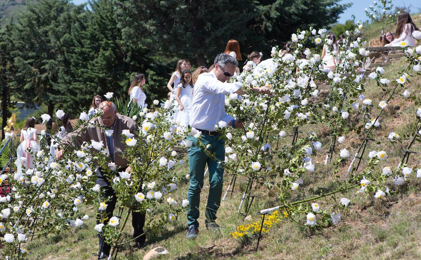 Tradicional procesión de las 100 Doncellas de Sorzan que ha vuelto a congregar a una gran cantidad de visitantes en una jornada de climatología perfecta.