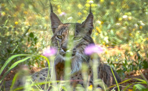 Litio, el lince localizado cerca de Barcelona. 