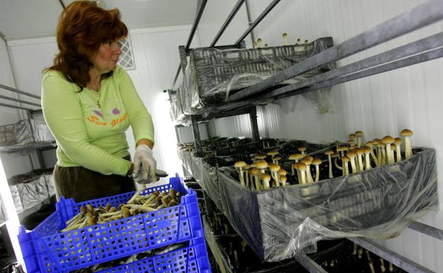 Una mujer cultiva hongos alucinógenos en Hazerswoude, Holanda. 