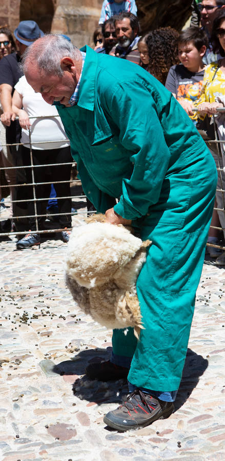 La localidad serrana de Brieva ha revivido la trashumancia. La búsqueda de pastos frescos para los rebaños de ovejas de otras latitudes a la sierra riojana y que mantiene vivas las tradiciones, los caminos y cañadas para alimentar a las cabañas ovina.