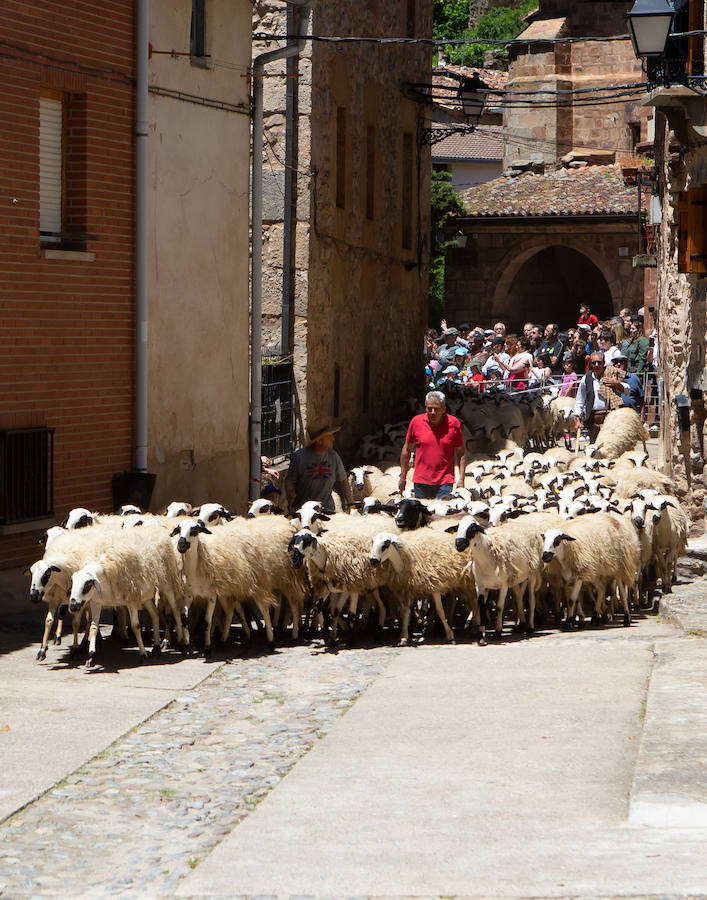 La localidad serrana de Brieva ha revivido la trashumancia. La búsqueda de pastos frescos para los rebaños de ovejas de otras latitudes a la sierra riojana y que mantiene vivas las tradiciones, los caminos y cañadas para alimentar a las cabañas ovina.