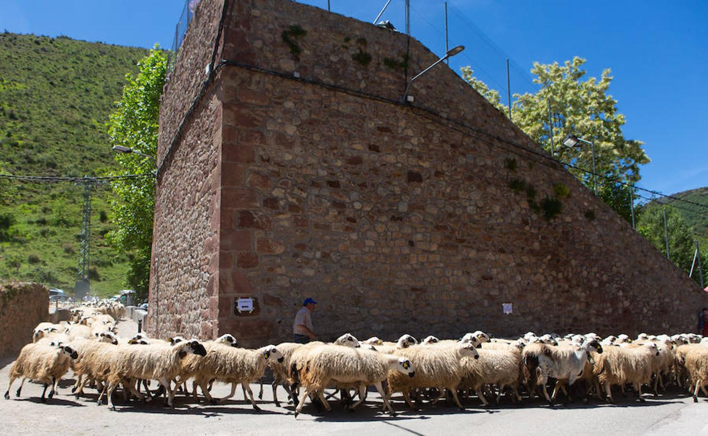 La localidad serrana de Brieva ha revivido la trashumancia. La búsqueda de pastos frescos para los rebaños de ovejas de otras latitudes a la sierra riojana y que mantiene vivas las tradiciones, los caminos y cañadas para alimentar a las cabañas ovina.