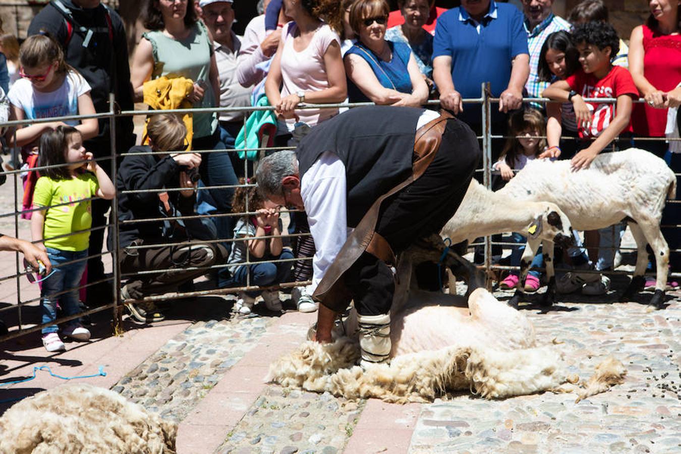 La localidad serrana de Brieva ha revivido la trashumancia. La búsqueda de pastos frescos para los rebaños de ovejas de otras latitudes a la sierra riojana y que mantiene vivas las tradiciones, los caminos y cañadas para alimentar a las cabañas ovina.