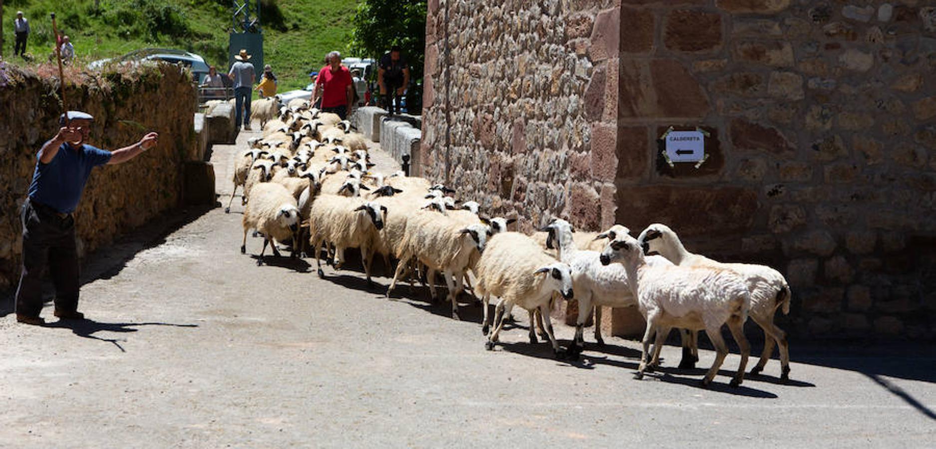 La localidad serrana de Brieva ha revivido la trashumancia. La búsqueda de pastos frescos para los rebaños de ovejas de otras latitudes a la sierra riojana y que mantiene vivas las tradiciones, los caminos y cañadas para alimentar a las cabañas ovina.