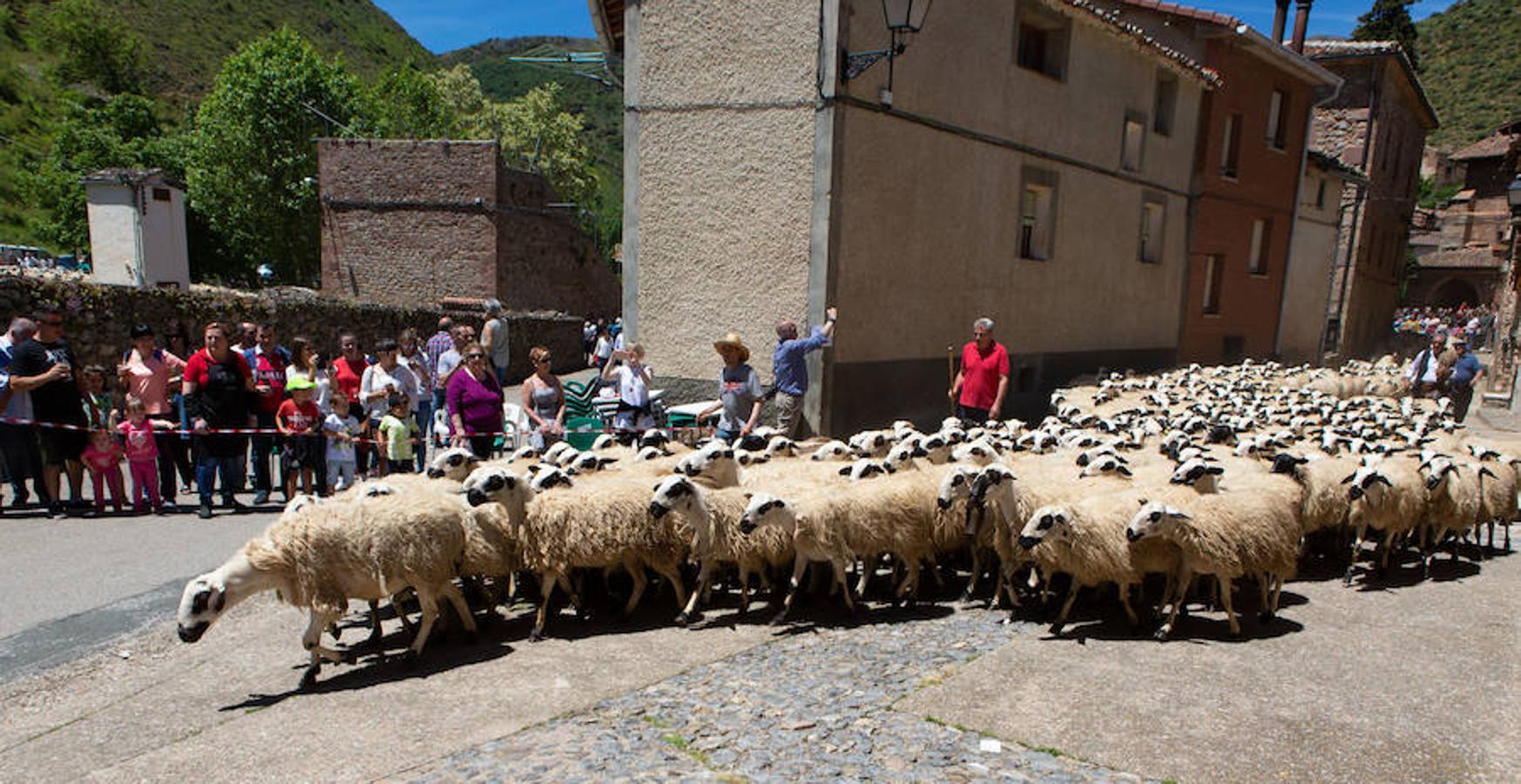 La localidad serrana de Brieva ha revivido la trashumancia. La búsqueda de pastos frescos para los rebaños de ovejas de otras latitudes a la sierra riojana y que mantiene vivas las tradiciones, los caminos y cañadas para alimentar a las cabañas ovina.