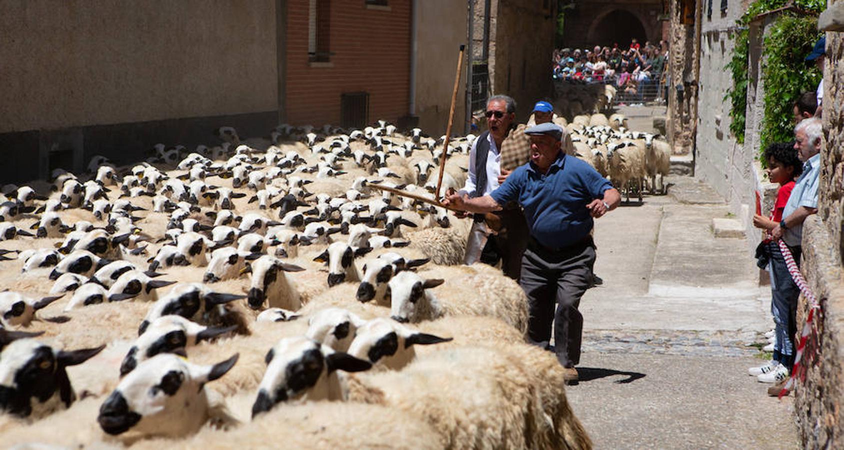 La localidad serrana de Brieva ha revivido la trashumancia. La búsqueda de pastos frescos para los rebaños de ovejas de otras latitudes a la sierra riojana y que mantiene vivas las tradiciones, los caminos y cañadas para alimentar a las cabañas ovina.