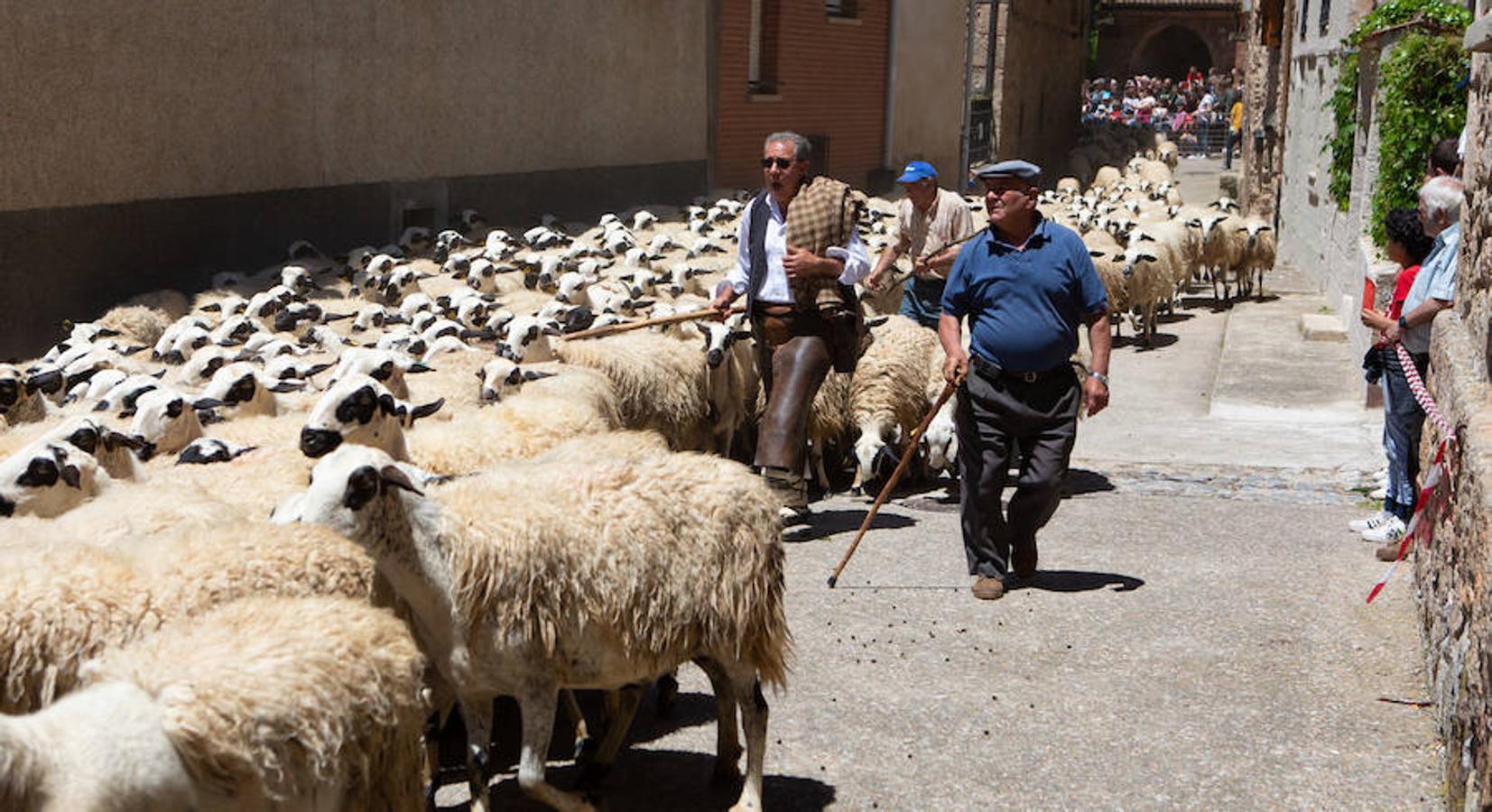 La localidad serrana de Brieva ha revivido la trashumancia. La búsqueda de pastos frescos para los rebaños de ovejas de otras latitudes a la sierra riojana y que mantiene vivas las tradiciones, los caminos y cañadas para alimentar a las cabañas ovina.